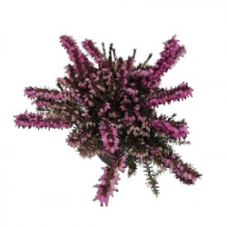 Bruyère Darleyensis