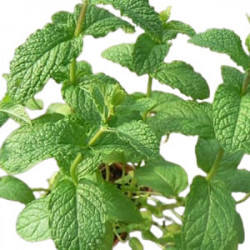 Menthe Marocaine