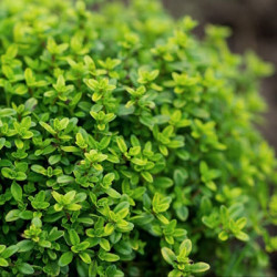 Thym Citron