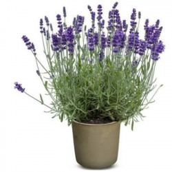 Lavande Officinale
