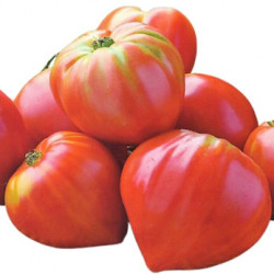 Tomate Coeur de Boeuf Greffée Tuteur + Clip