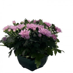 MULTI/ cpe Chrysanthèmes d23