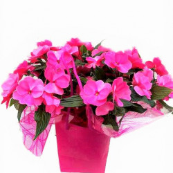 Impatiens NG Corolle+sac déco