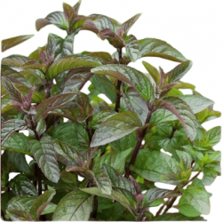 Menthe Chocolat