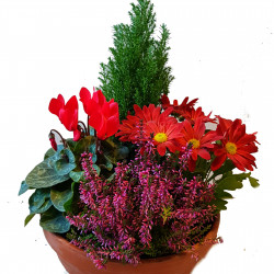 TER EX20- Cpe Ter Lob 4 plantes