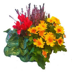 MC333 - D23 Cpe couleur 3 plantes