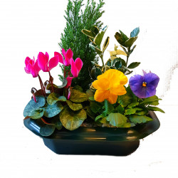 PL33 - Plateau 4 plantes