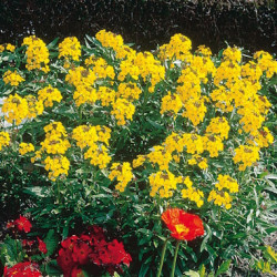 Cheiranthus Erysimun Allionii Jaune