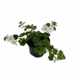 Bacopa Blanc ou Bleu