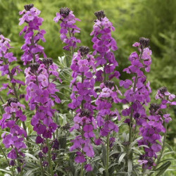 Cheiranthus Erysimum Linifolium Lavande