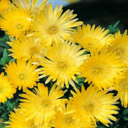 Ficoïde Rose ou Jaune