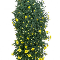 Multifleurs Cascade