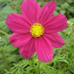 Cosmos Sonata Rouge Carmin