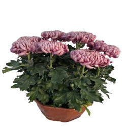 Coupe Grosses Fl. 12/16T Rose