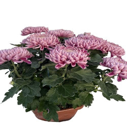 Coupe Grosses Fl. 12/16T Violet