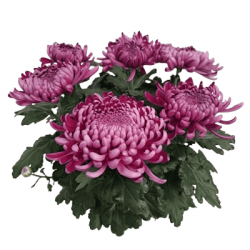 Coupe Grosses Fleurs 6/7T
