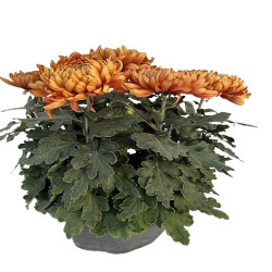 Coupe Grosses Fleurs 6/7T Cuivre