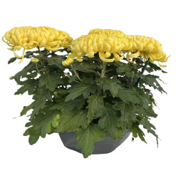 Coupe Grosses Fleurs 6/7T Jaune