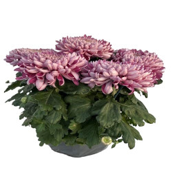 Coupe Grosses Fleurs 6/7T Rouge