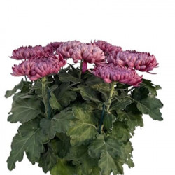 Coupe Grosses Fleurs 6/7T Violet