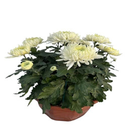 Coupe Grosse Fleurs 8/9T Blanc