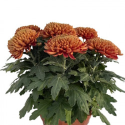 Coupe Grosse Fleurs 8/9T Cuivre