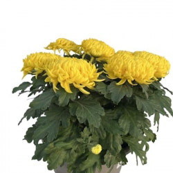 Coupe Grosse Fleurs 8/9T Jaune