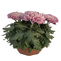 Coupe Grosse Fleurs 8/9T Rose