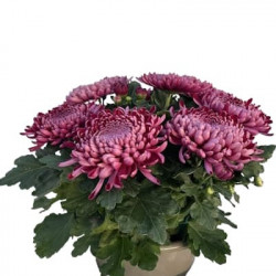 Coupe Grosse Fleurs 8/9T Rouge