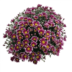 Cpe de Multifleurs Uni D27