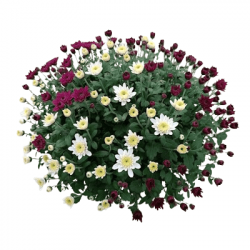 Cpe de Multifleurs Multicolore D27