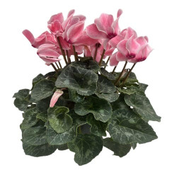 Cyclamen 10 Fleurs et +