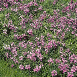 Cheiranthus Erysimun Linifolium Lilac