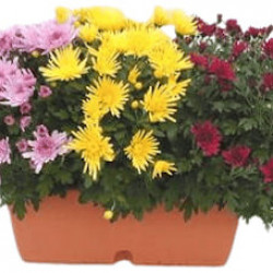 Jardi. Multi. Multicolore 40cm