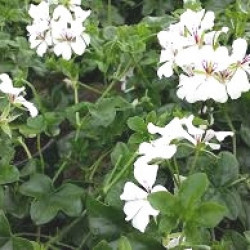 Lierre Simple Blanc