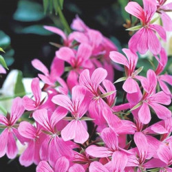 Lierre Simple Lilas