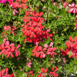 Lierre Simple Rouge