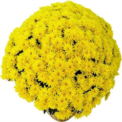 Multifleurs 30X30 Jaune