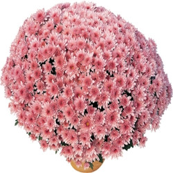 Multifleurs 30X30 Rose