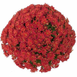 Multifleurs 30X30 Rouge
