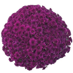 Multifleurs 30X30 Violet