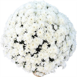 Multifleurs 40x40 Blanc