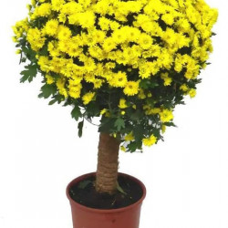 Multifleurs Tige 40/60 cm Jaune