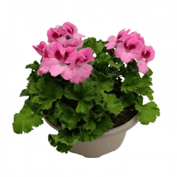 Coupe Pélargonium Grandiflorum