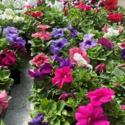 Pétunia Variés