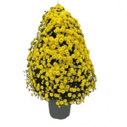 Multifleurs Colonne Jaune