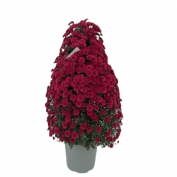 Multifleurs Colonne Rouge
