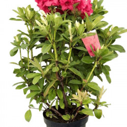 Rhododendron 30/40