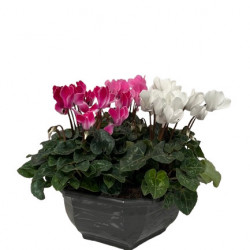 CM30/ Coupe x3 Mini Cyclamens