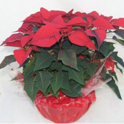 P300C - Coupe D27 Corolle x3 Poinsettias